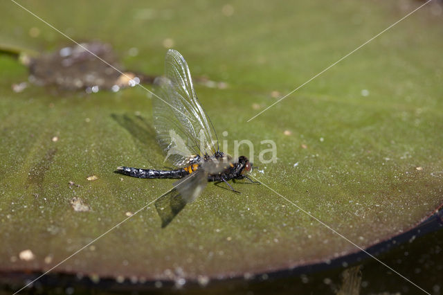 Lilypad White-faced Darter (Leucorrhinia caudalis)