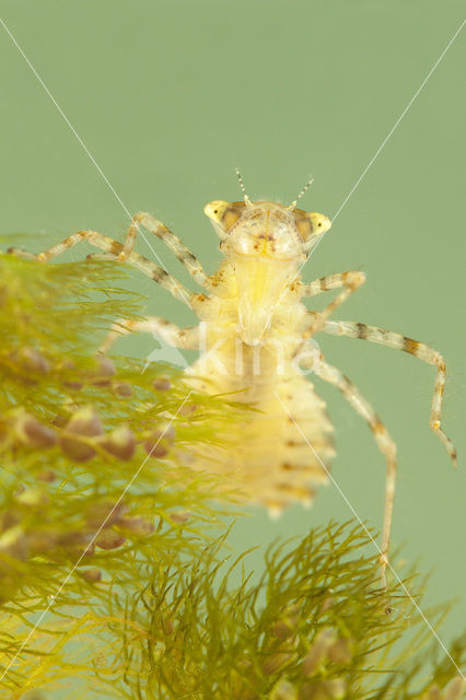 Sierlijke witsnuitlibel (Leucorrhinia caudalis)