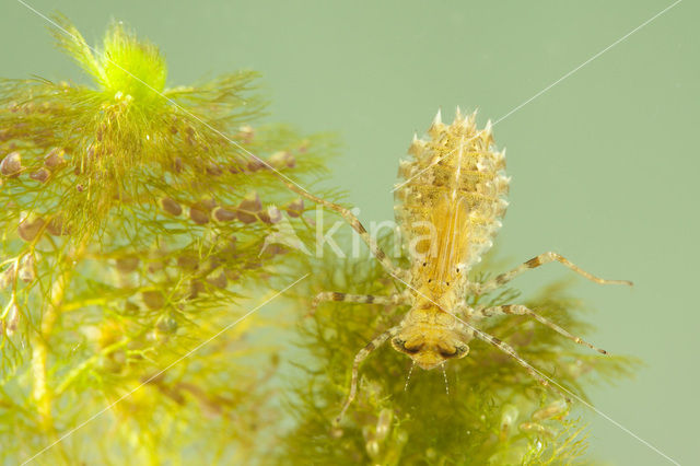 Lilypad White-faced Darter (Leucorrhinia caudalis)