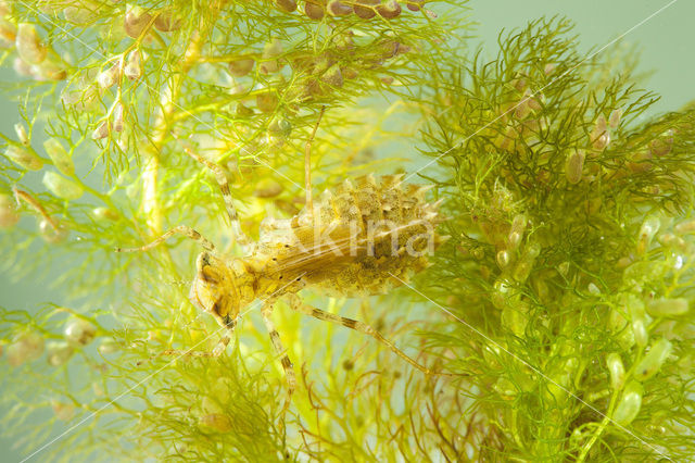Lilypad White-faced Darter (Leucorrhinia caudalis)