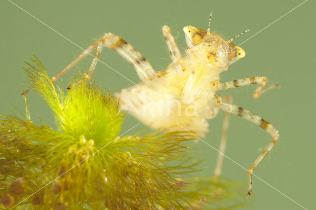 Lilypad White-faced Darter (Leucorrhinia caudalis)
