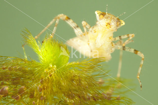 Lilypad White-faced Darter (Leucorrhinia caudalis)