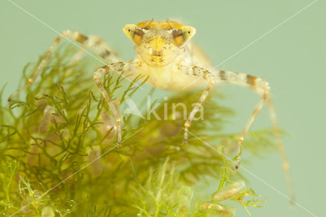 Sierlijke witsnuitlibel (Leucorrhinia caudalis)