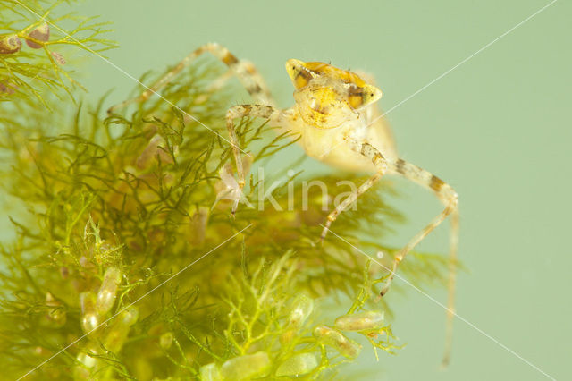 Lilypad White-faced Darter (Leucorrhinia caudalis)