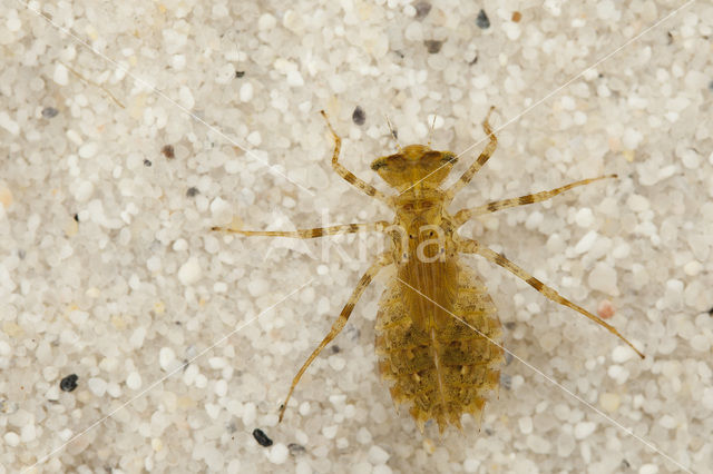 Sierlijke witsnuitlibel (Leucorrhinia caudalis)