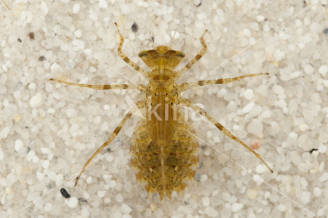 Lilypad White-faced Darter (Leucorrhinia caudalis)