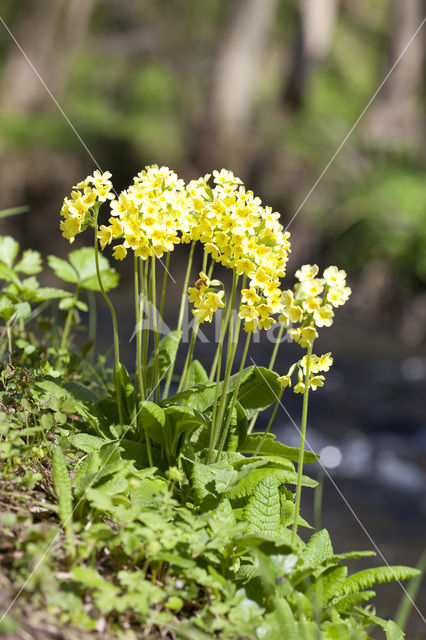 Slanke sleutelbloem (Primula elatior)