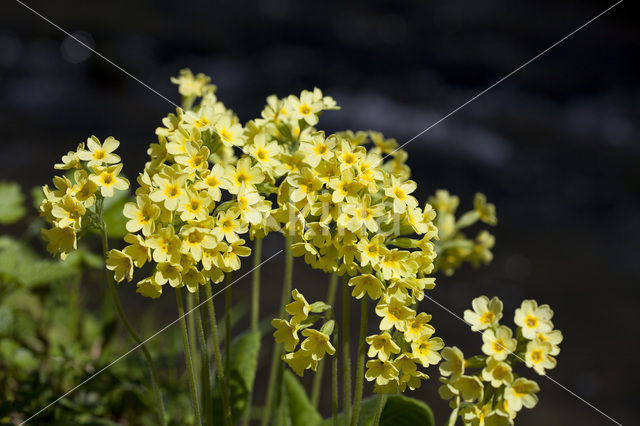 Slanke sleutelbloem (Primula elatior)