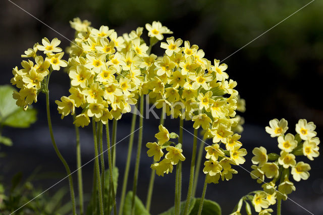 Slanke sleutelbloem (Primula elatior)