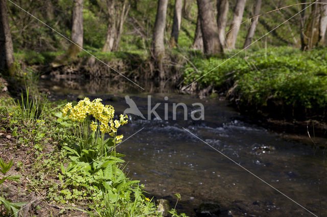 Oxlip (Primula elatior)