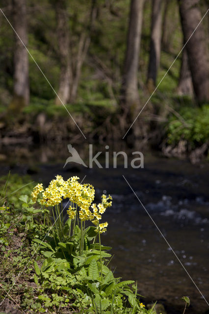 Oxlip (Primula elatior)