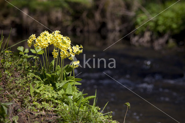 Oxlip (Primula elatior)