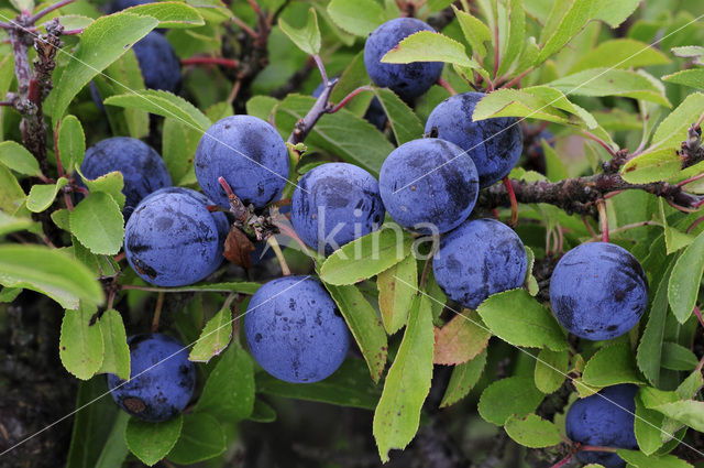 Sleedoorn (Prunus spinosa)