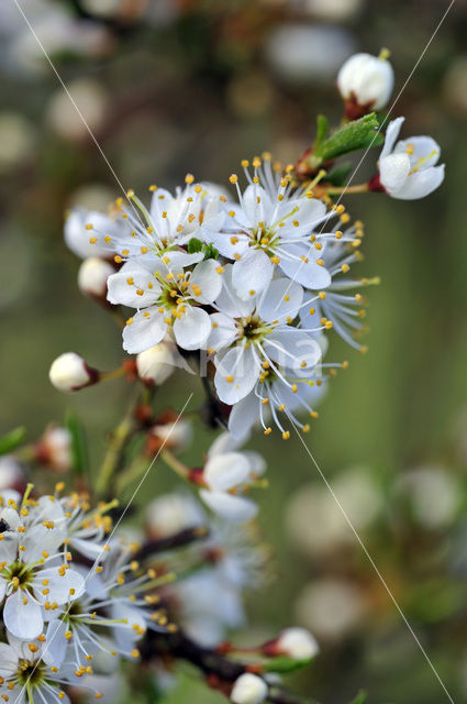 Sleedoorn (Prunus spinosa)