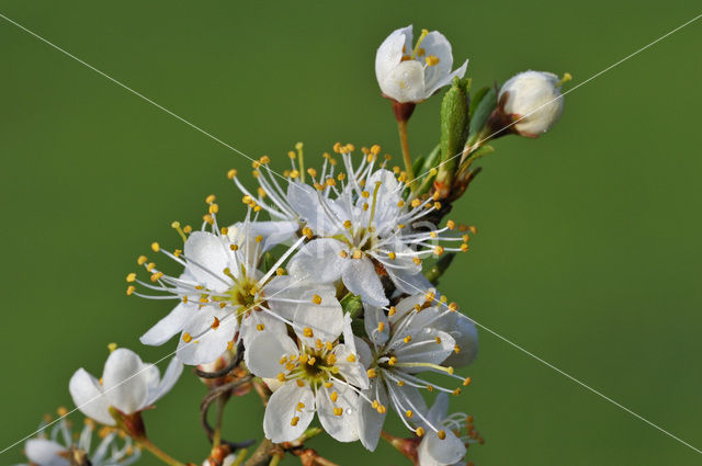 Sleedoorn (Prunus spinosa)