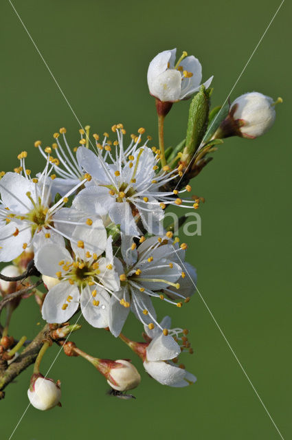 Sleedoorn (Prunus spinosa)