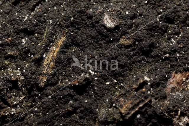 Slijmige veenkorst (Placynthiella uliginosa)