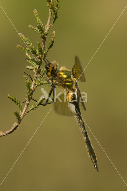 Smaragdlibel (Cordulia aenea)