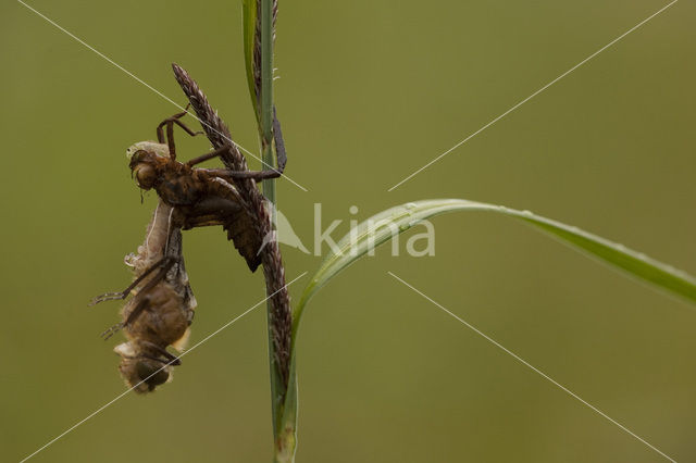 Downy Emerald (Cordulia aenea)