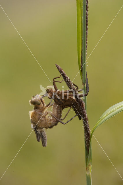 Smaragdlibel (Cordulia aenea)