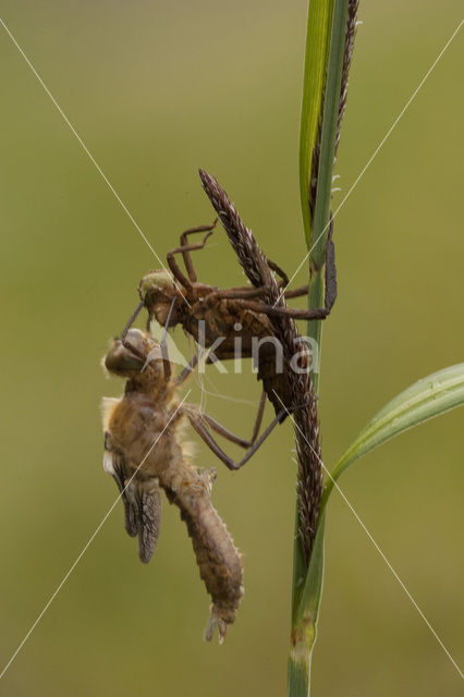 Smaragdlibel (Cordulia aenea)