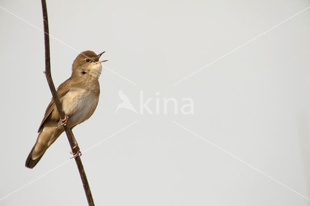 Savi’s Warbler (Locustella luscinioides)