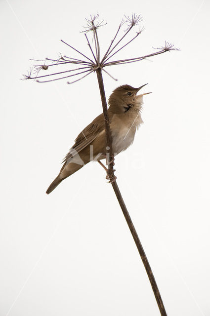 Savi’s Warbler (Locustella luscinioides)