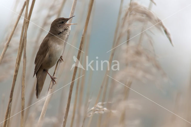 Savi’s Warbler (Locustella luscinioides)