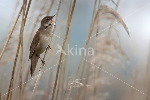 Savi’s Warbler (Locustella luscinioides)