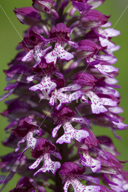 Soldaatje x Purperorchis (Orchis militaris x Orchis purpurea)