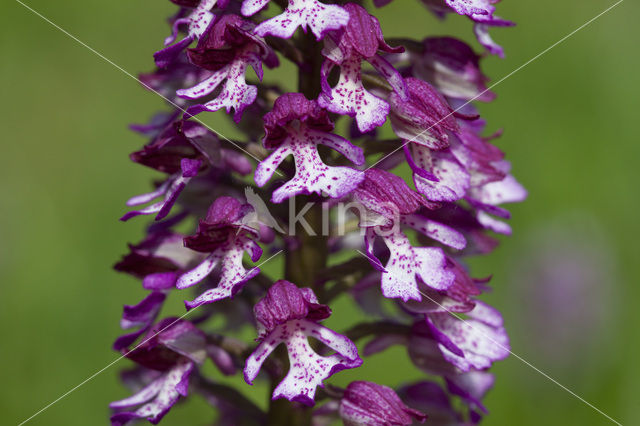 Soldaatje x Purperorchis (Orchis militaris x Orchis purpurea)