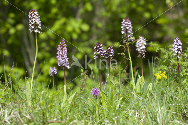 Soldaatje x Purperorchis (Orchis militaris x Orchis purpurea)