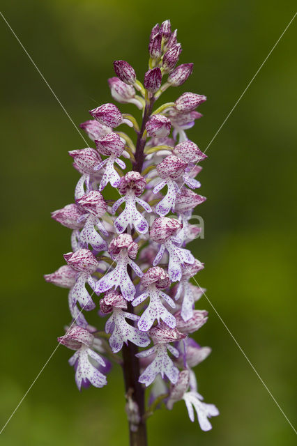 Soldaatje x Purperorchis (Orchis militaris x Orchis purpurea)