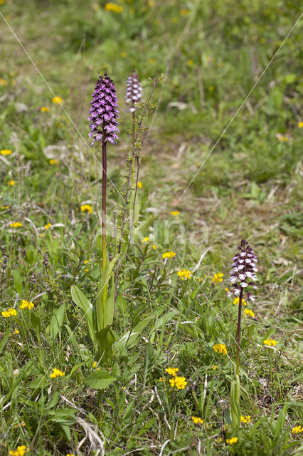 Soldaatje x Purperorchis (Orchis militaris x Orchis purpurea)
