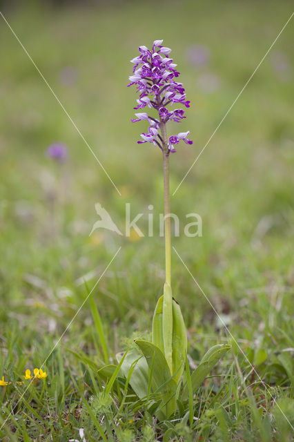Military Orchid (Orchis militaris)