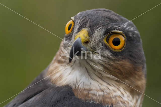 Sparrow Hawk (Accipiter nisus)