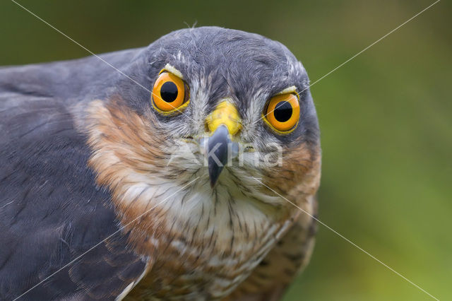 Sparrow Hawk (Accipiter nisus)