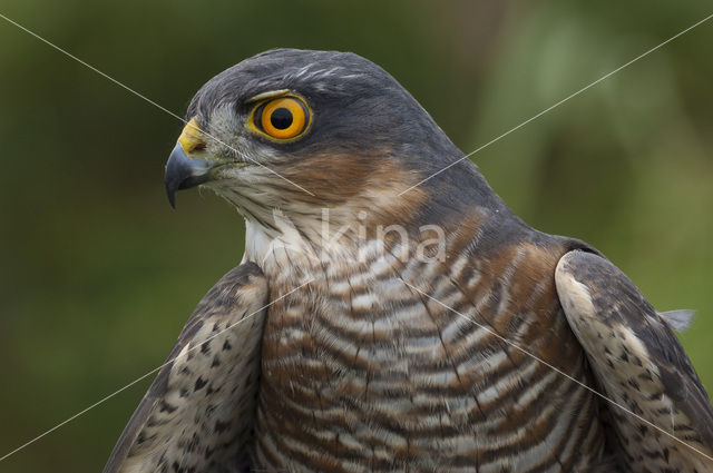 Sparrow Hawk (Accipiter nisus)