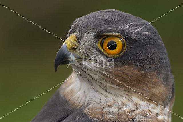 Sparrow Hawk (Accipiter nisus)