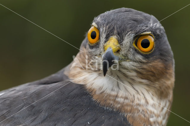 Sparrow Hawk (Accipiter nisus)