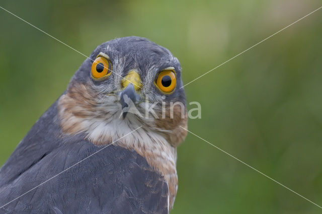 Sparrow Hawk (Accipiter nisus)
