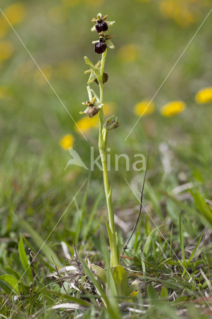 Early Spider Orchid (Ophrys sphegodes)