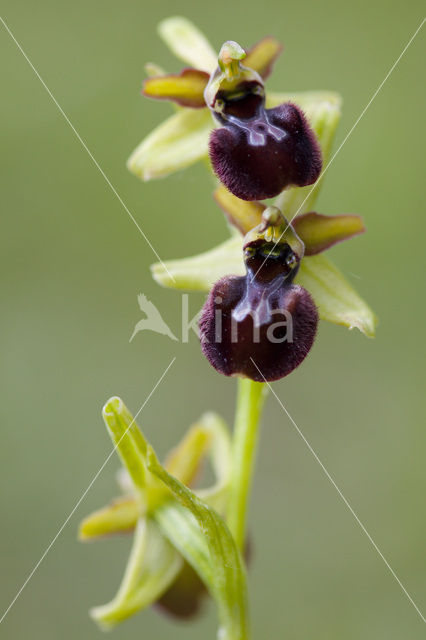 Early Spider Orchid (Ophrys sphegodes)