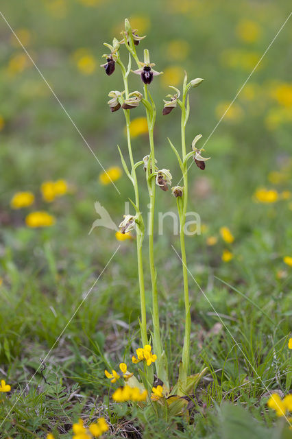 Early Spider Orchid (Ophrys sphegodes)