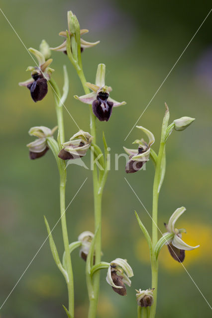 Early Spider Orchid (Ophrys sphegodes)