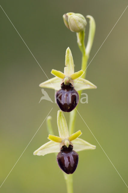 Early Spider Orchid (Ophrys sphegodes)