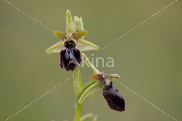 Early Spider Orchid (Ophrys sphegodes)