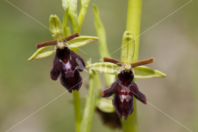 Early Spider Orchid (Ophrys sphegodes)