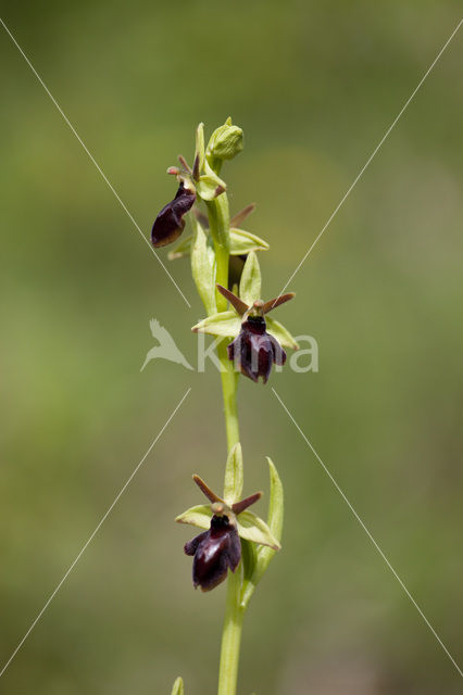 Spinnenorchis (Ophrys sphegodes)