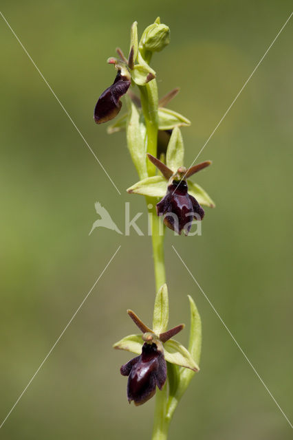 Spinnenorchis (Ophrys sphegodes)